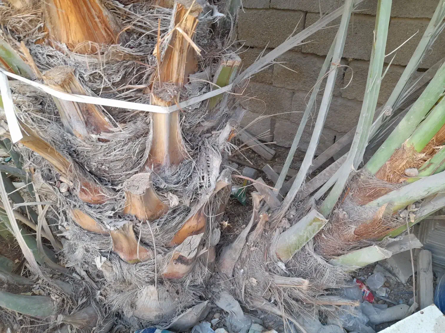 بچه نخل برحی|گل و گیاه طبیعی|بندر ماهشهر, |دیوار