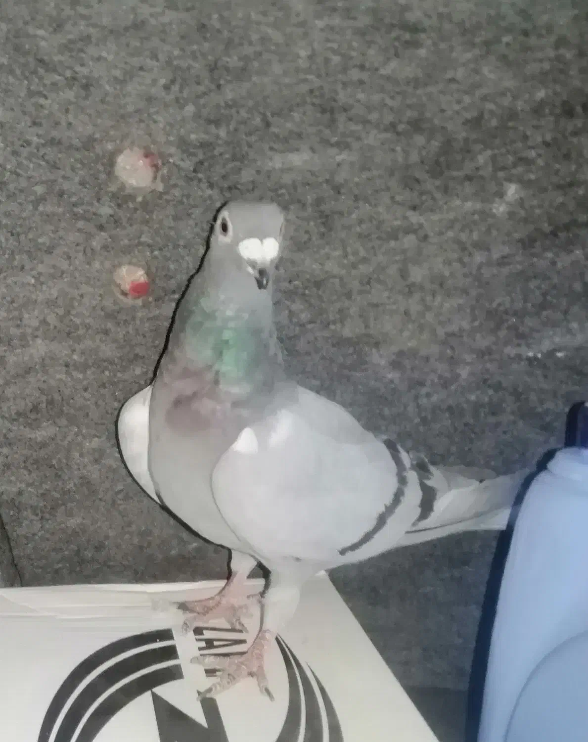 کفتر المانی فروش فوری|پرنده|خوسف, |دیوار