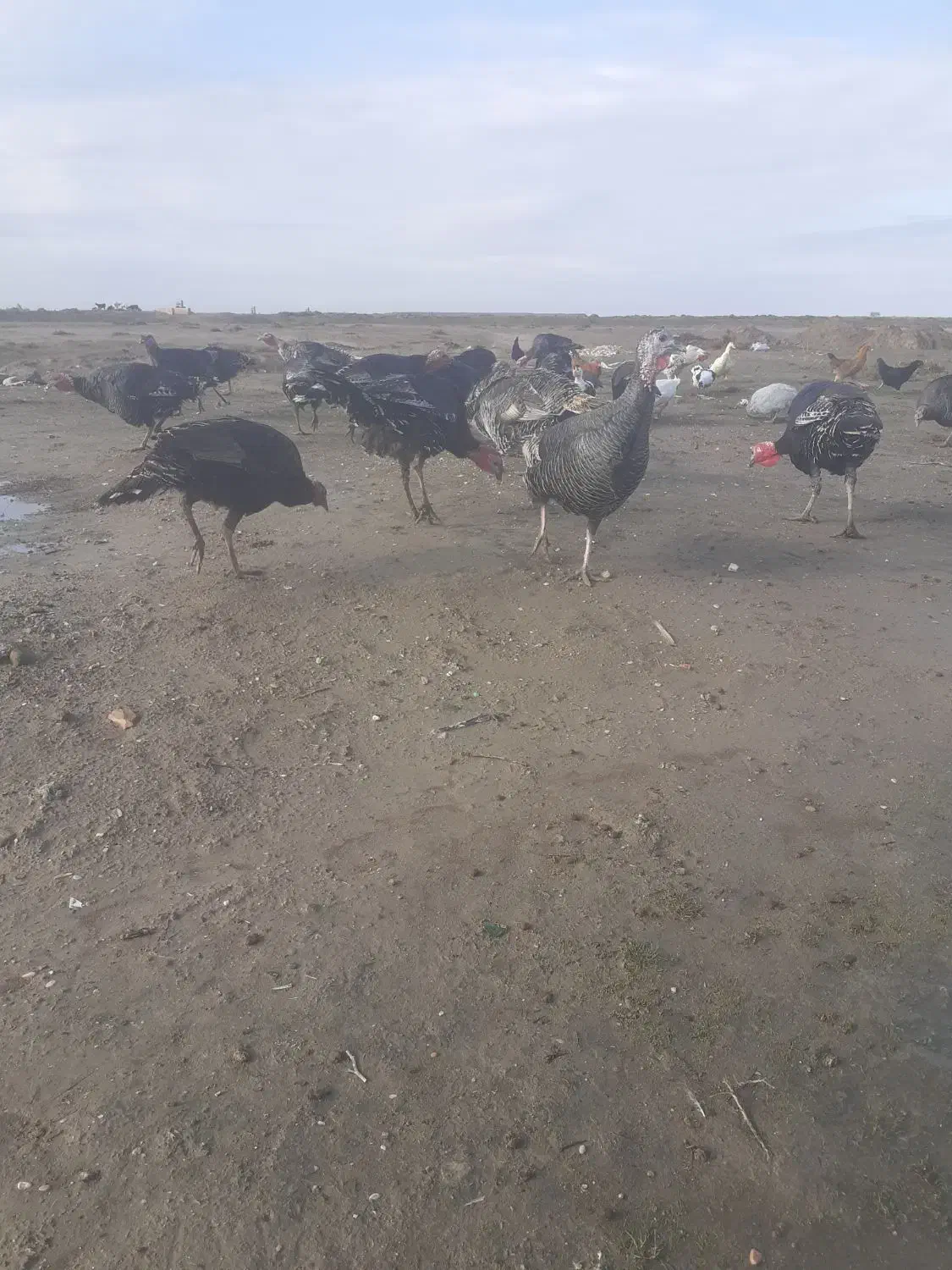 ۷عددبوقلمومحلی وسالم ۴عدداوردک محلی|حیوانات مزرعه|گنبد کاووس, |دیوار