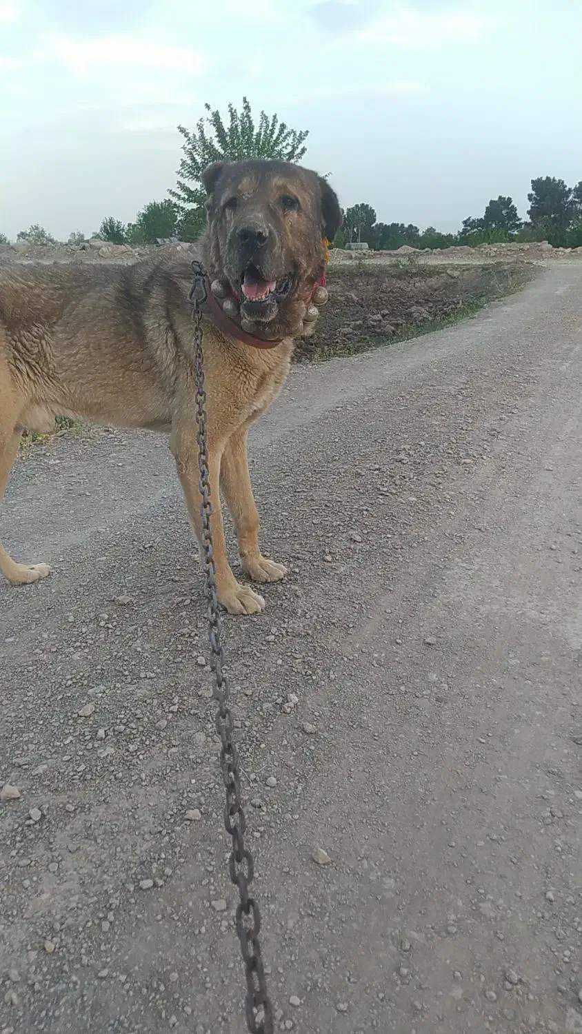 سگ سرابی پژدر|سگ|لنجان, |دیوار