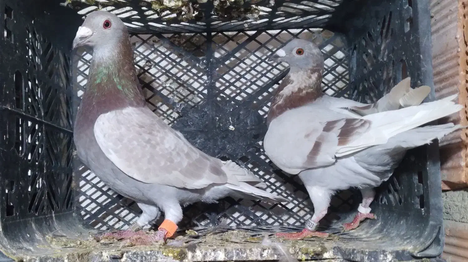 کبوتر مسافتی قورگی فیلی|پرنده|مینودشت, |دیوار