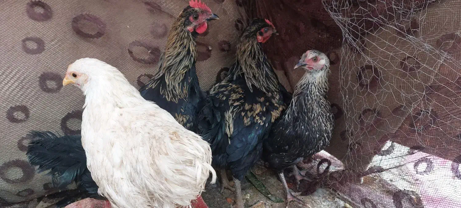 مرغ و خروس|حیوانات مزرعه|تربت جام, مطهری|دیوار