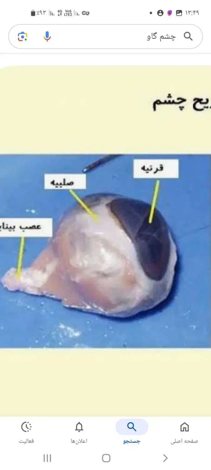 تهیه اعضای گاو و یا گوسفند برای تشریح و مطالعه|خدمات آموزشی|گناباد, |دیوار