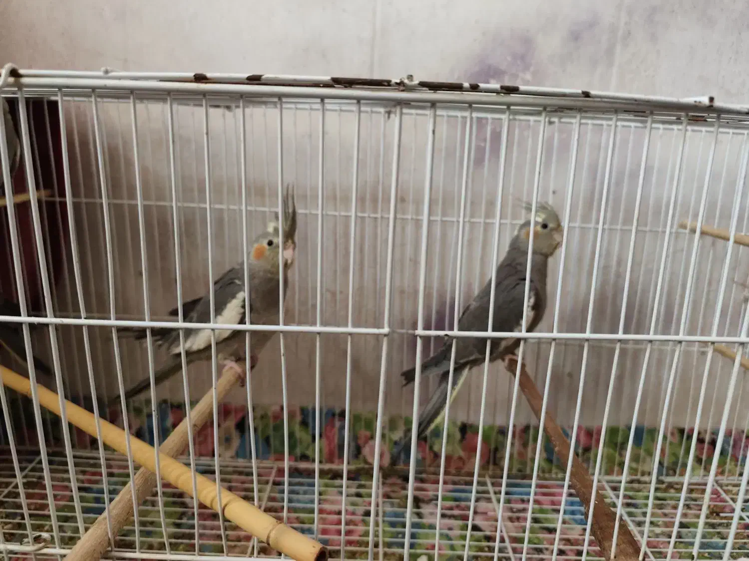 عروس هلندی نر خاکستری|پرنده|گرگان, |دیوار