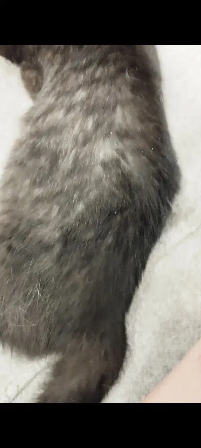 گربه نر گمشده شده مهر 1403|گربه|بجنورد, |دیوار