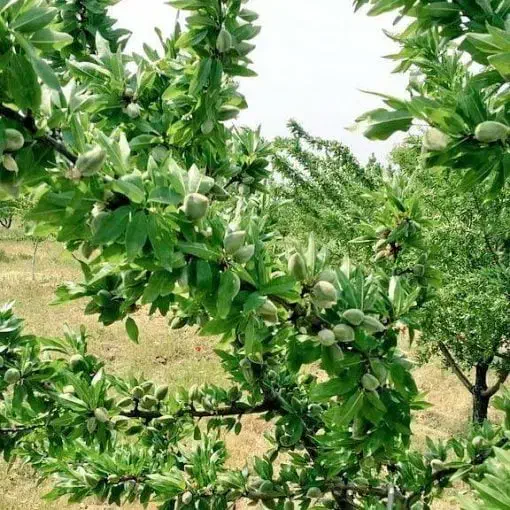 خرید نهال با کیفیت تضمین شده|خدمات باغبانی و درختکاری|مشهد, آیت الله کاشانی|دیوار