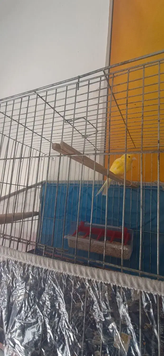 قناری مست|پرنده|بوکان, |دیوار