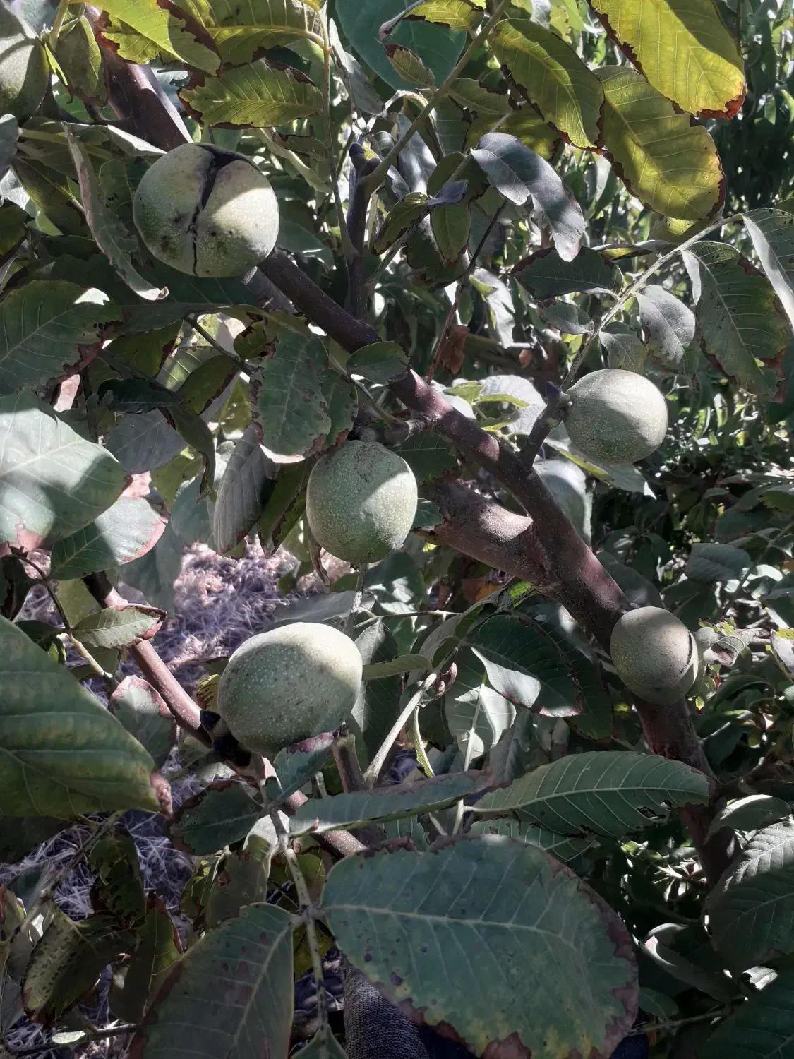 بادام و گردو گل سرخ|خدمات باغبانی و درختکاری|قلعه چای, |دیوار