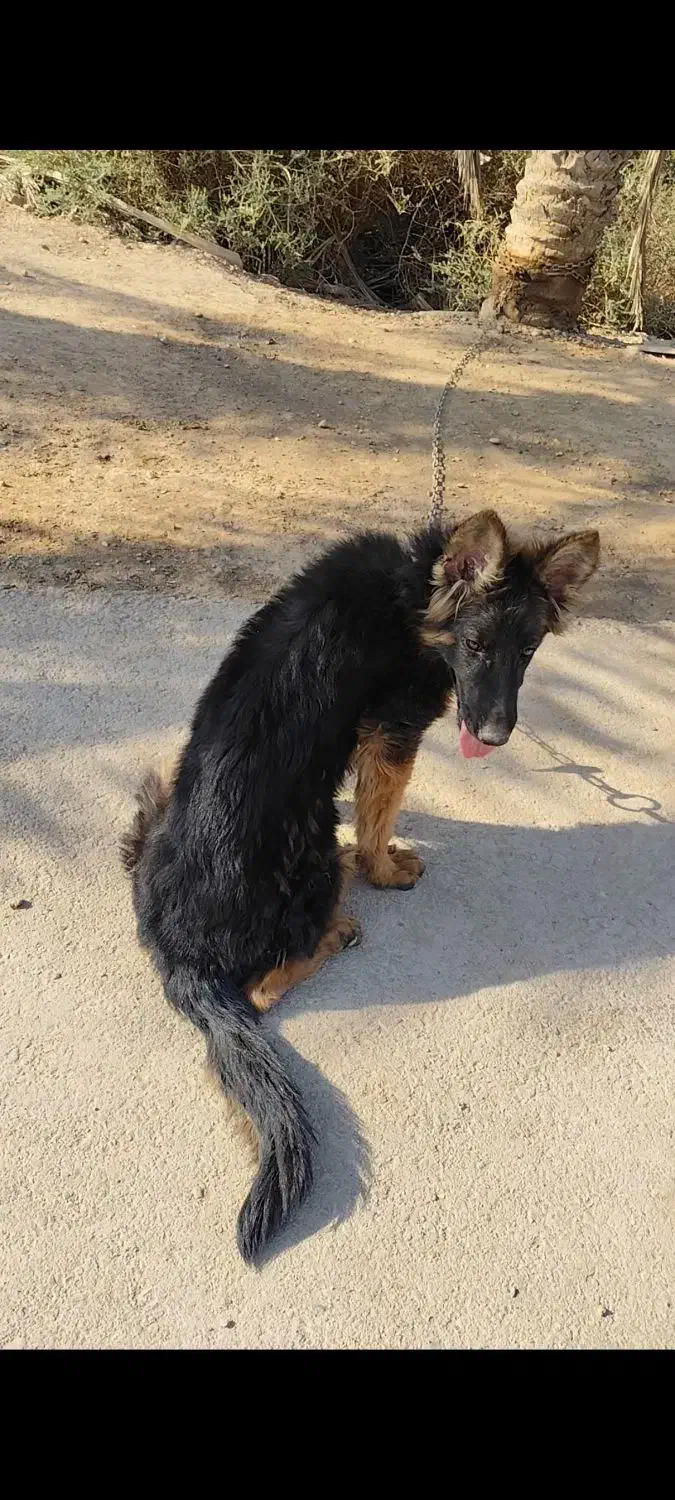 ماده ژرمن|سگ|شیراز, کرونی(خاتونک)|دیوار