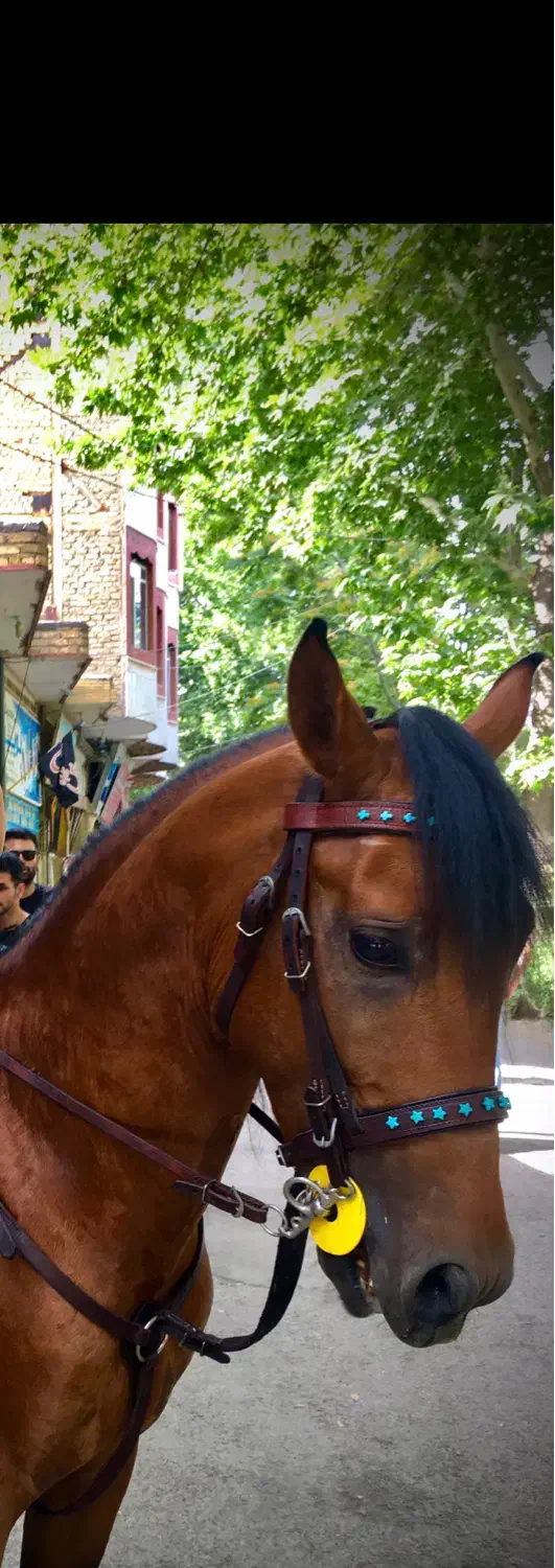 اسب عرب ایرانی خالص|اسب و تجهیزات اسب‌سواری|خوانسار, |دیوار