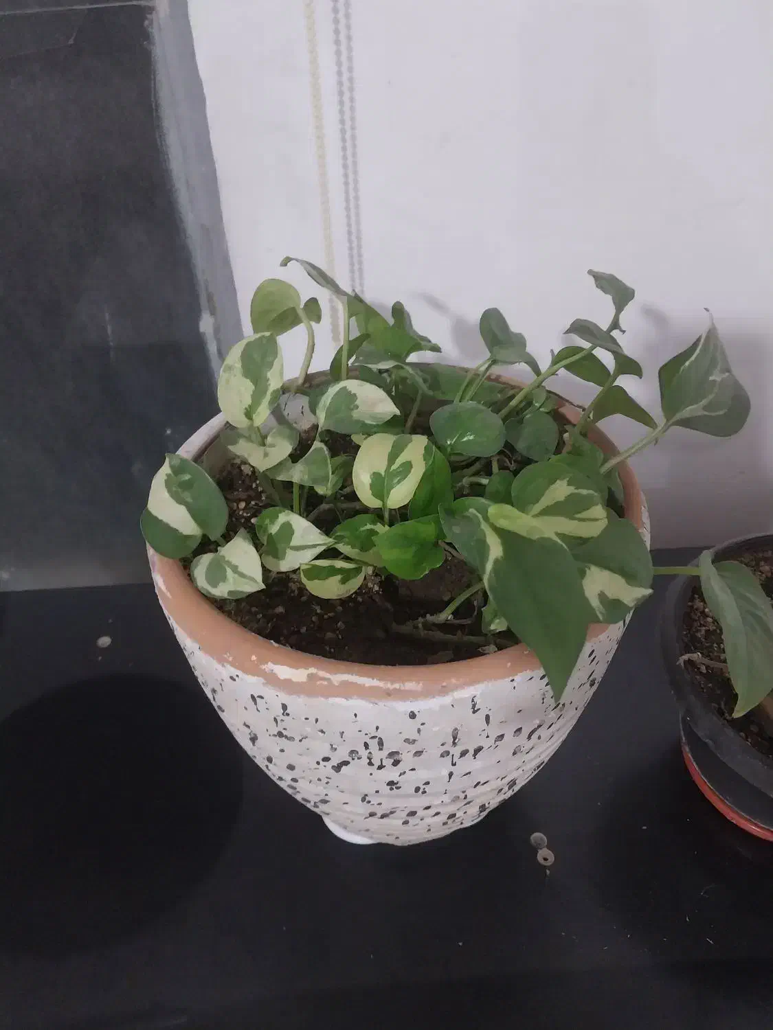 دیفن باخیا یوکا و سانسوریا پتوس گندمی ناز کاکتوس|گل و گیاه طبیعی|اسلامشهر, شهرک محمدیه|دیوار