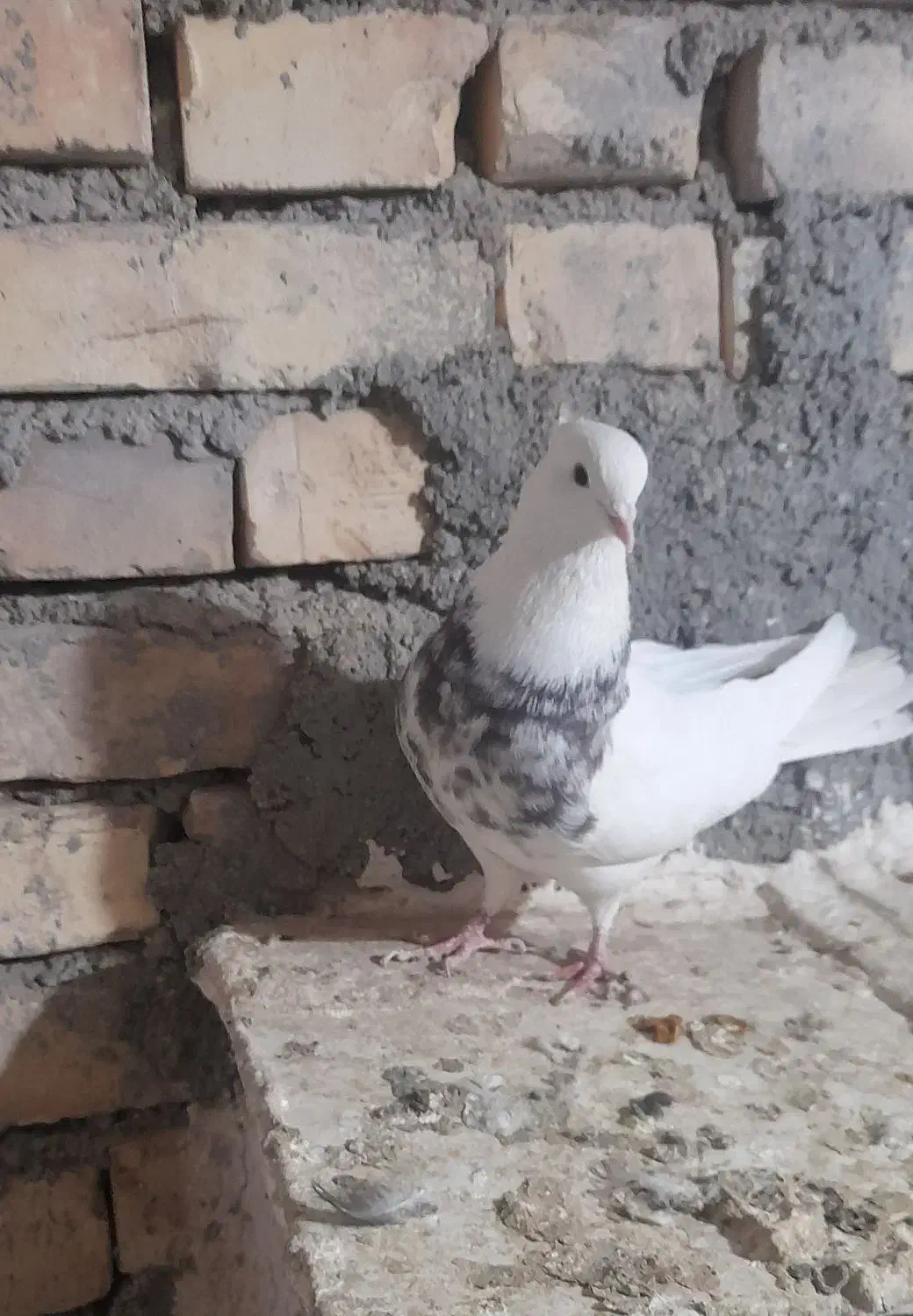 کبوتر طوقی نر|پرنده|بیجار, |دیوار
