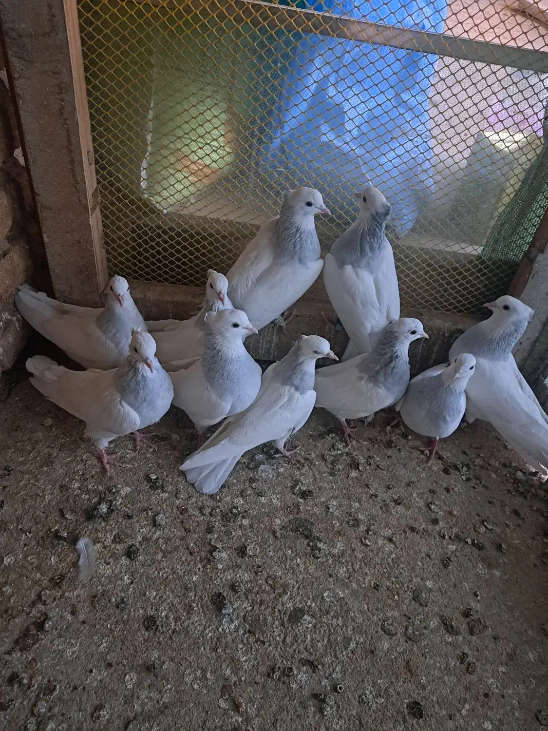 طوقی آبی|پرنده|تربتحیدریه, رجایی|دیوار