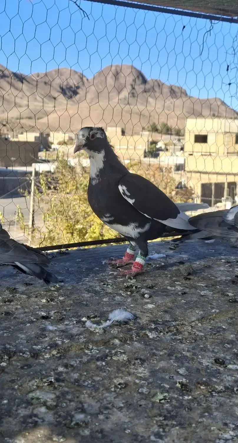 مینا سیا نر زدخوردی|پرنده|تربت‌حیدریه, شهید بهشتی|دیوار