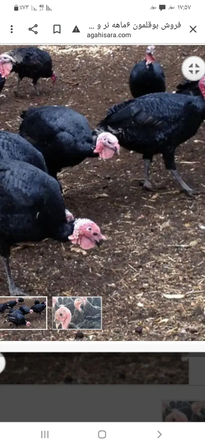 فروش‌چندعددبوقلمو|حیوانات مزرعه|زرندیه, |دیوار