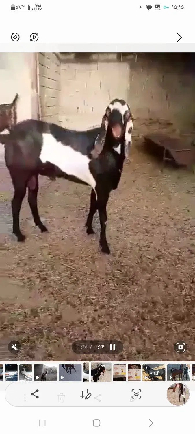 نریبیتلاصل|حیوانات مزرعه|بندرعباس, |دیوار