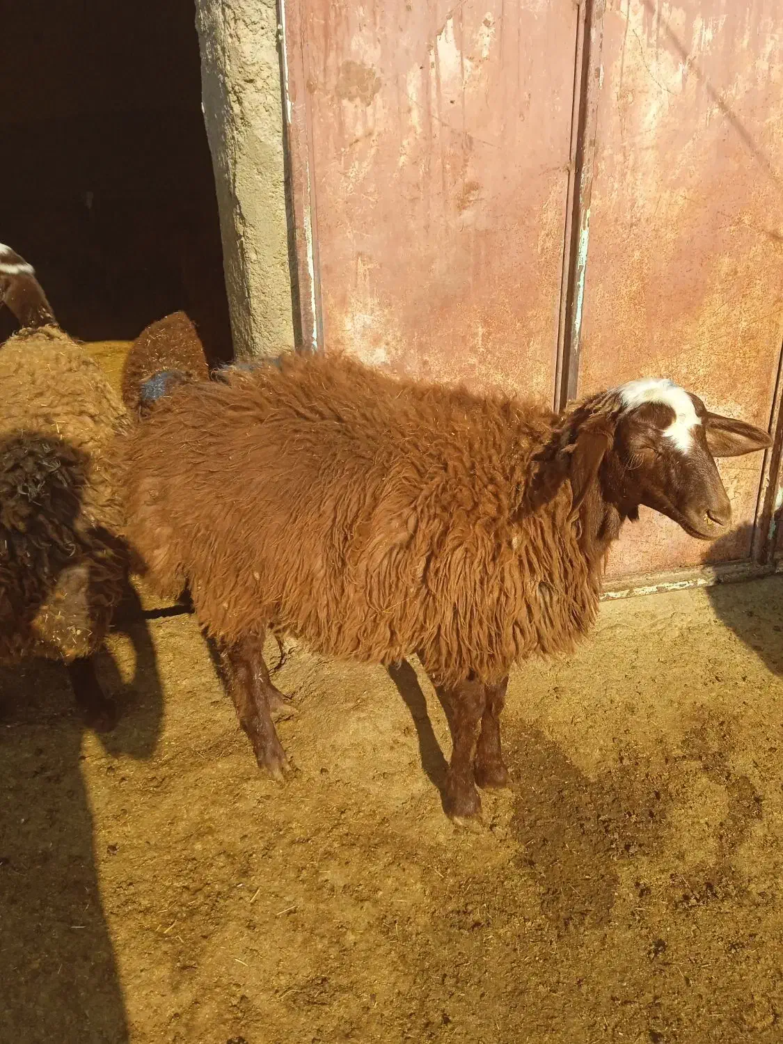 فروش بره|حیوانات مزرعه|کوهدشت, |دیوار