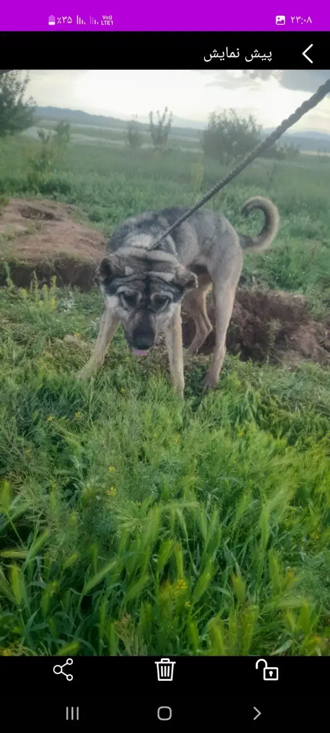 گم شده|سگ|سلماس, |دیوار