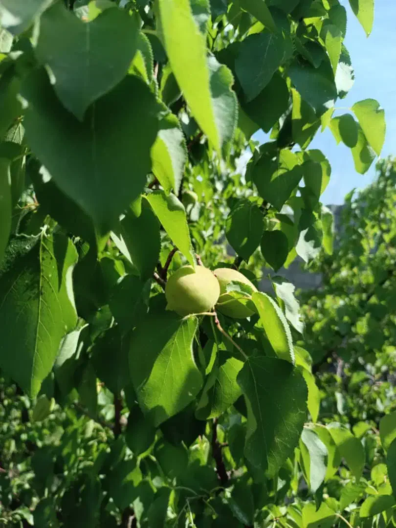 باغچه چهار دیواری فوری فروش در بهترین کوچه خدایار|فروش زمین و ملک کلنگی|ماهدشت, |دیوار