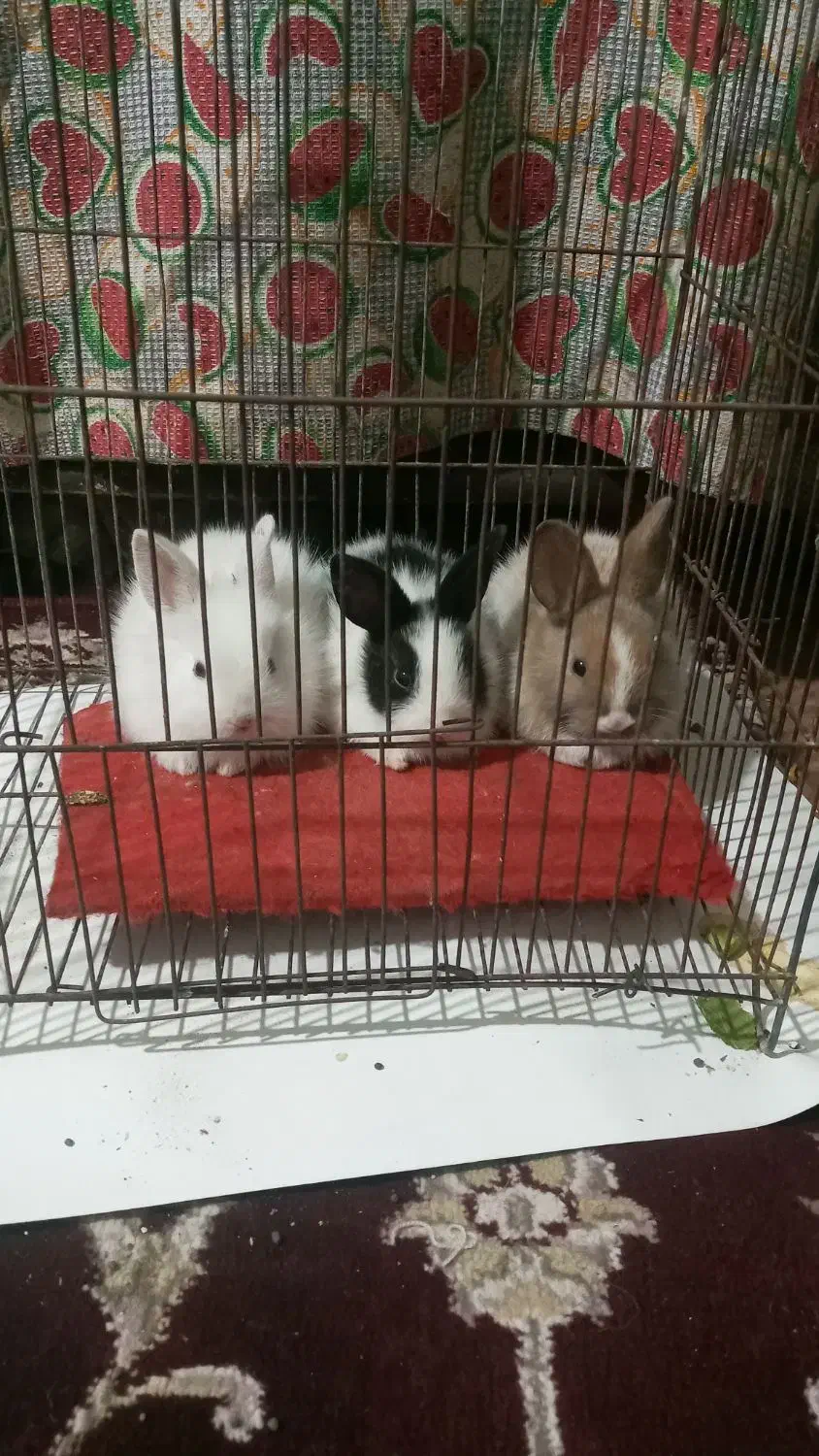 بچه خرگوش نیم لپ|موش و خرگوش|کرمان, |دیوار