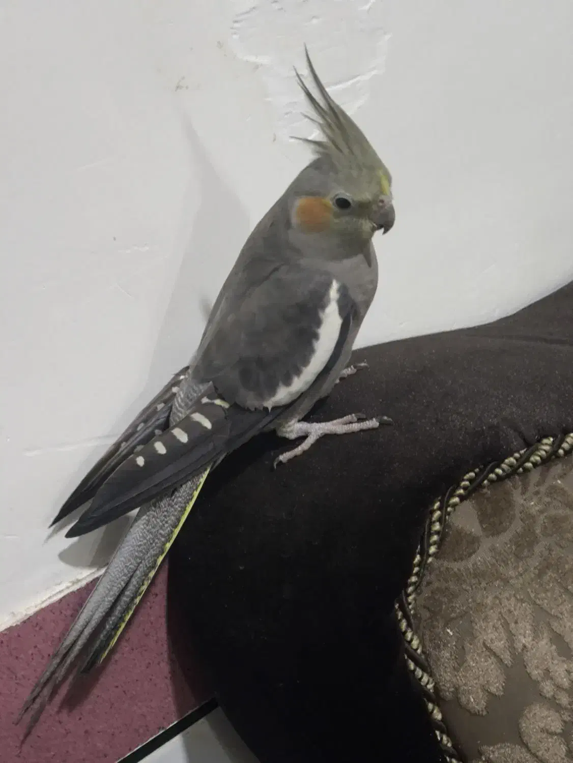 فروش عروس هلندی|پرنده|علیآباد کتول, |دیوار