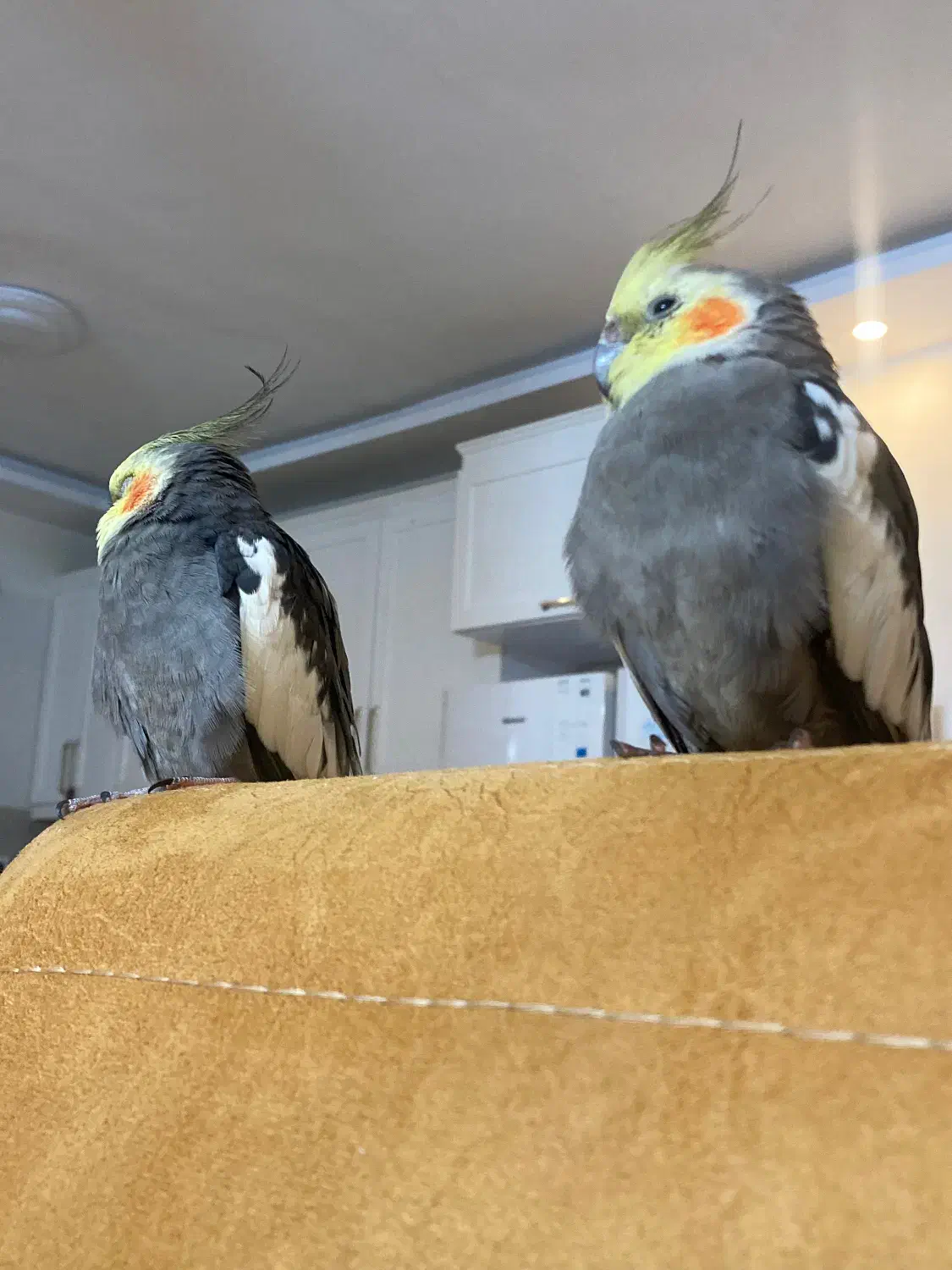 دو عدد عروس هلندی نر و ماده به همراه دو قفس|پرنده|تهران, توحید|دیوار