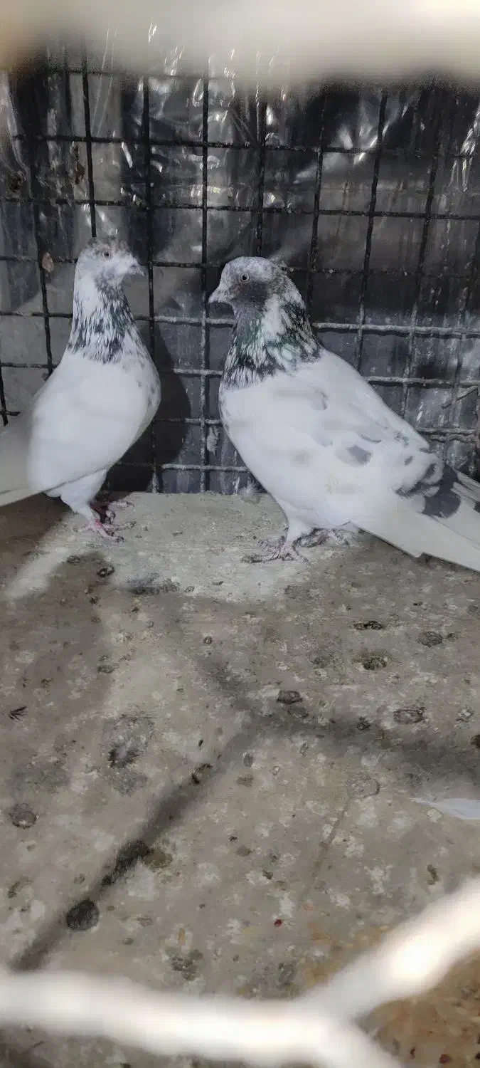 کبوتر  کله دم سبز|پرنده|ری, علایین|دیوار