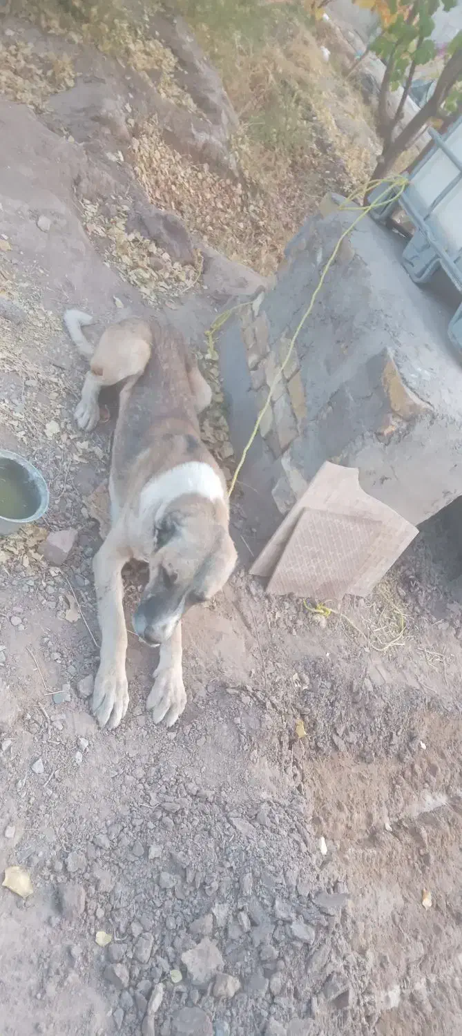 سگ سرابی|سگ|کرمان, |دیوار