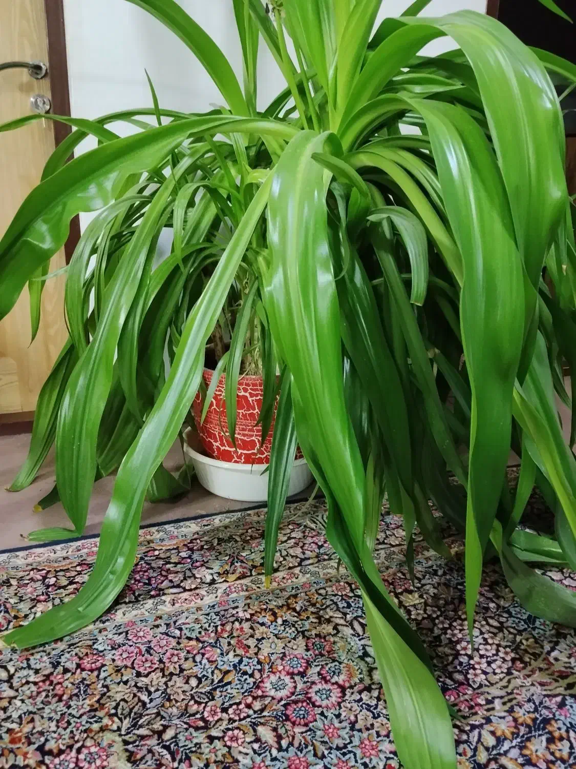 گلدان گل برگ موزی|گل و گیاه طبیعی|کرمان, |دیوار