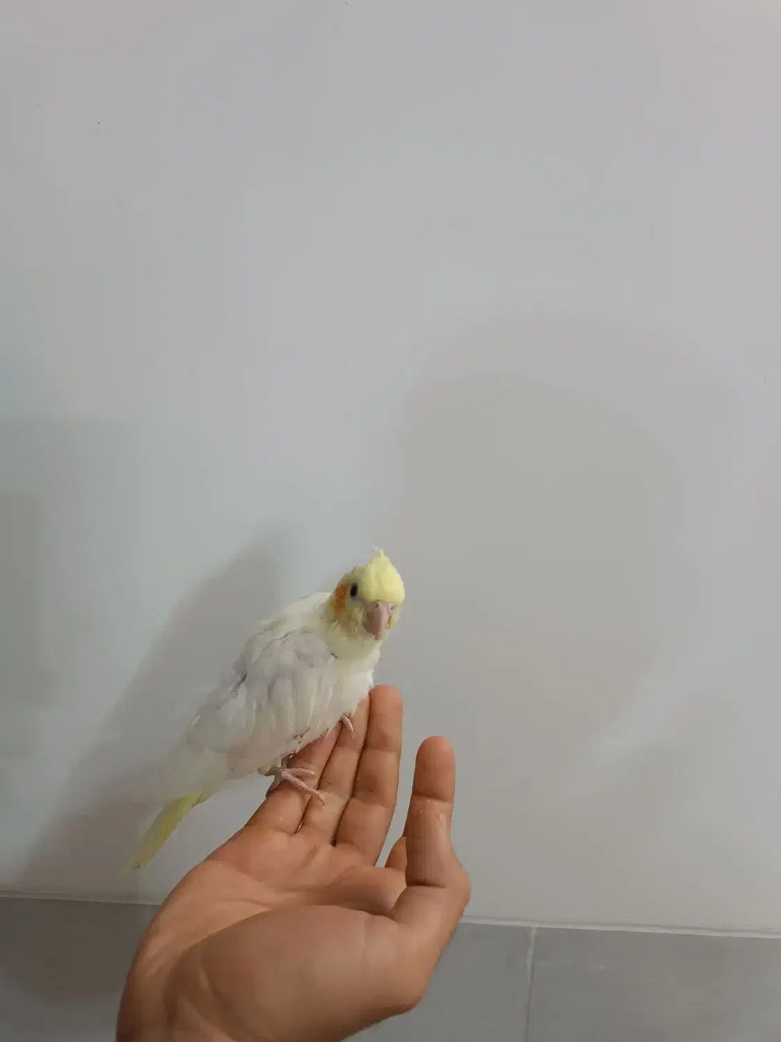 عروس هلندی زعفرونی|پرنده|یزد, |دیوار