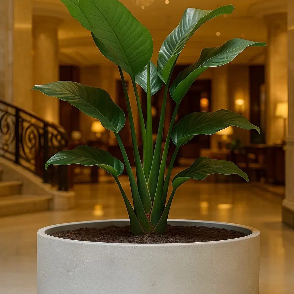 گلدان لوکس بتنی بیضی برای اولین بار در ایران|گل و گیاه طبیعی|بهشهر, |دیوار