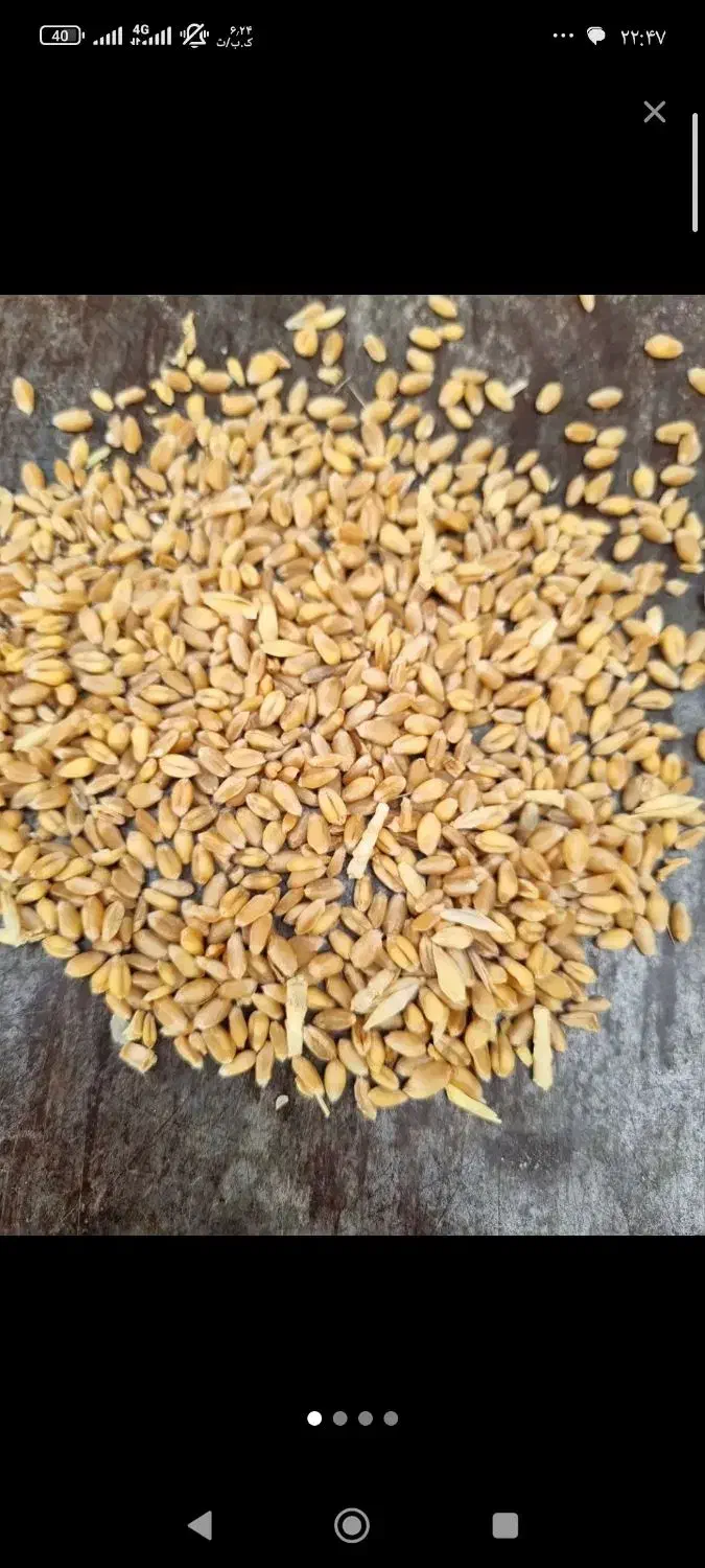 گندم ابی|لوازم جانبی حیوانات|بوئین زهرا, |دیوار