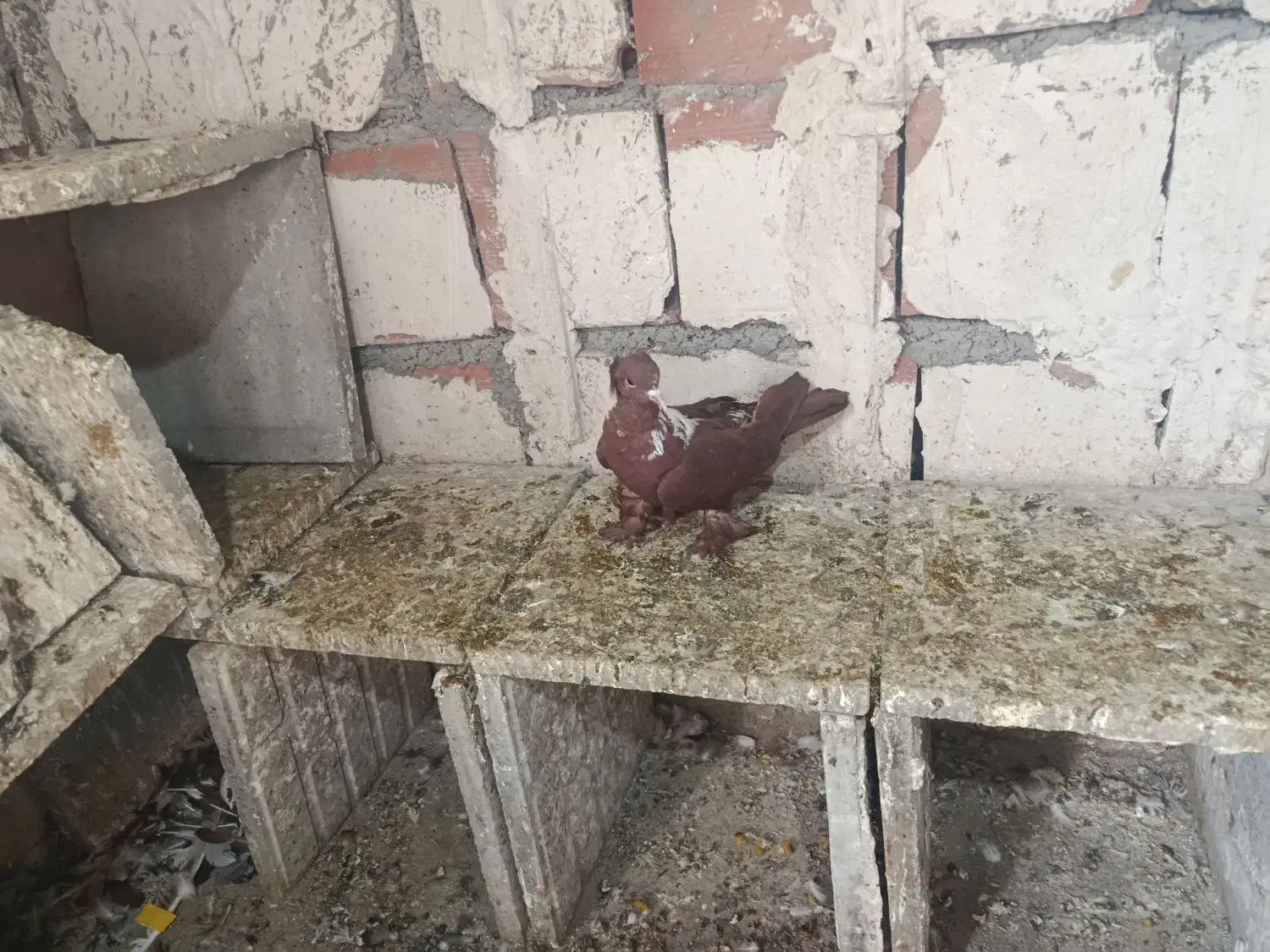 الابوغازنر تاگوز|پرنده|اردبیل, |دیوار