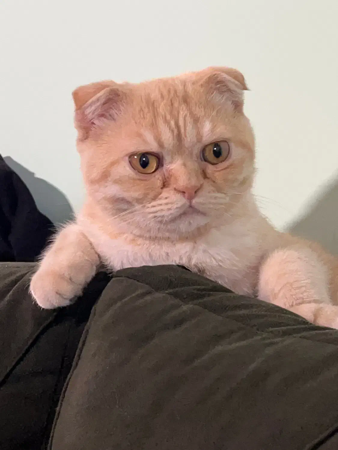 اسکاتیش فولد گلد ny|گربه|گرگان, |دیوار