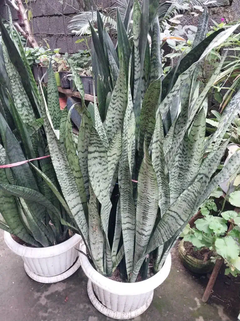 فروش محصولات خانگی|گل و گیاه طبیعی|لاهیجان, لاشیدان|دیوار