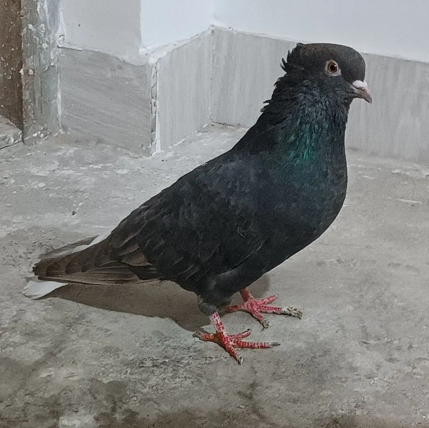 مشکی دم سفید ماده|پرنده|جغتای, |دیوار