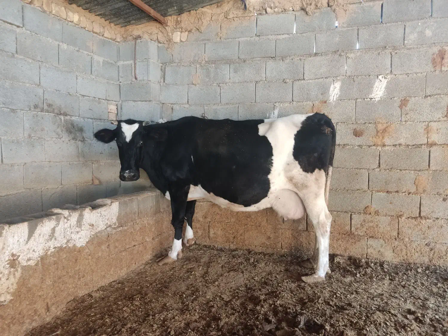 گاو گوساله|حیوانات مزرعه|کامفیروز, |دیوار