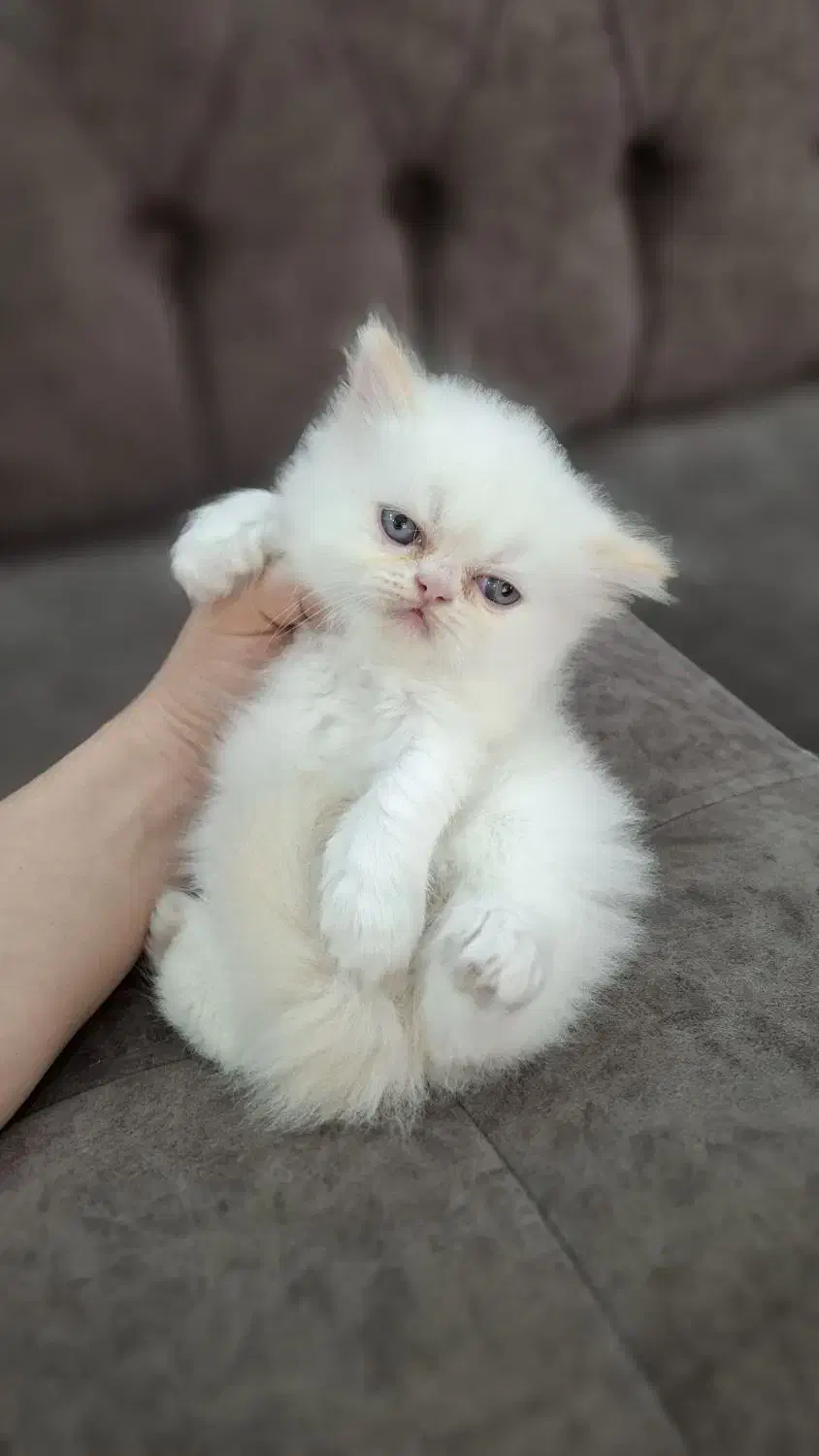 گربه پرشین|گربه|رشت, اسماعیل آباد|دیوار