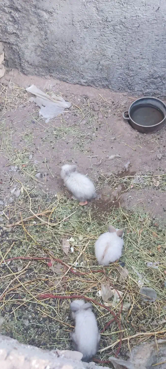 خرگوش|موش و خرگوش|رفسنجان, |دیوار