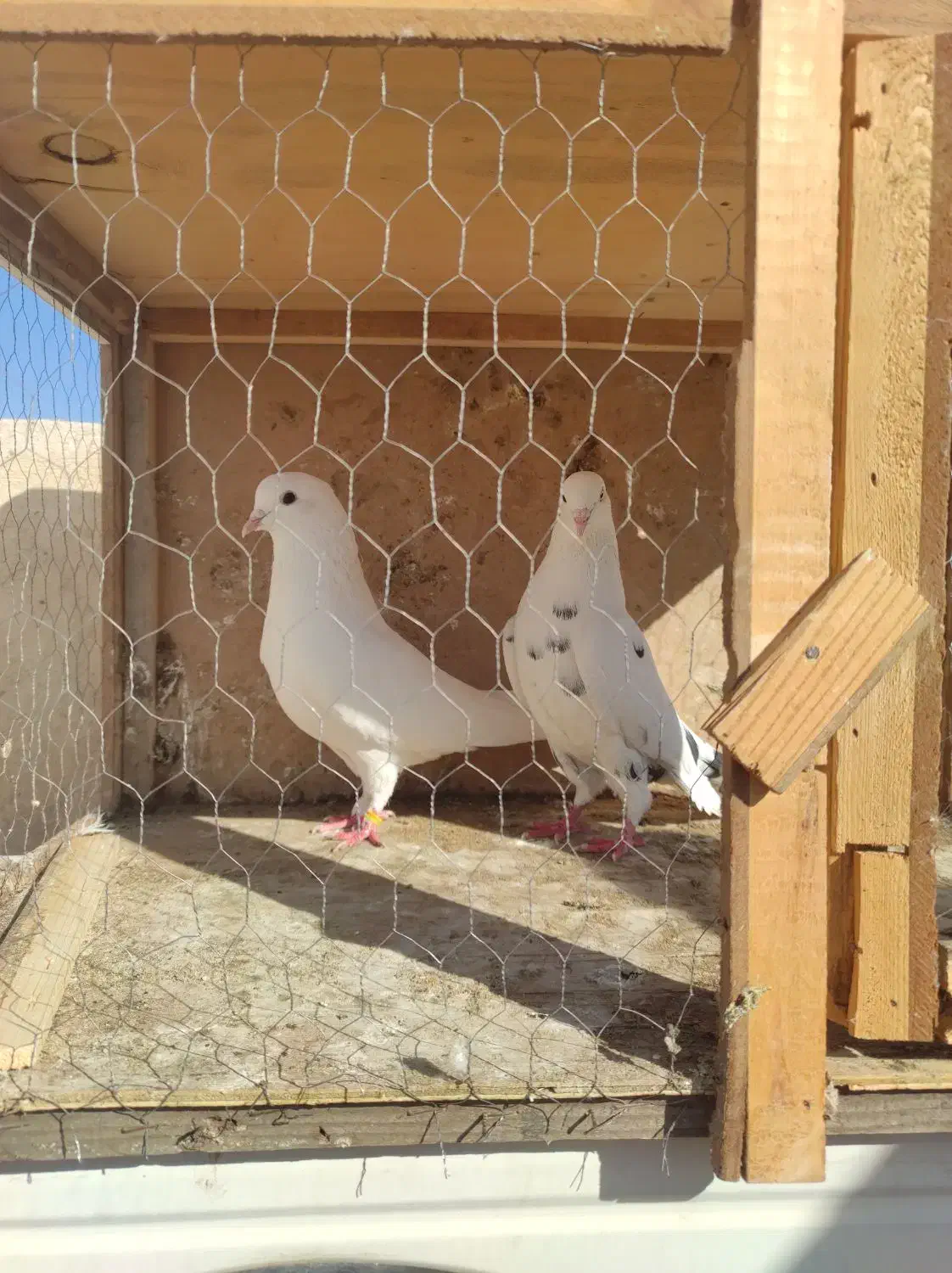 کبوتر فروشی|پرنده|قرچک, مهدیه|دیوار