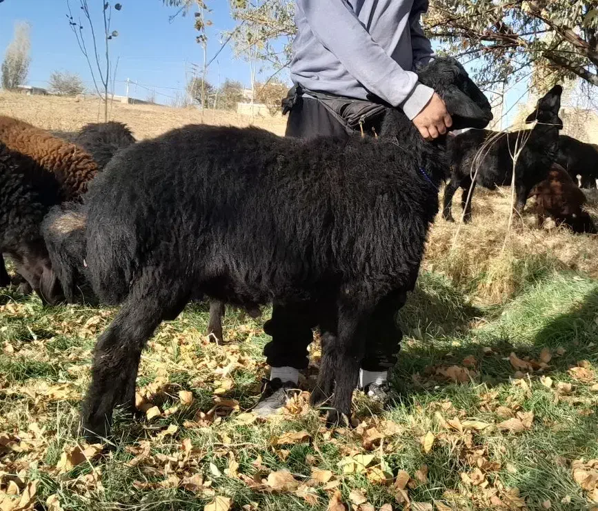 بره نر|حیوانات مزرعه|ایجرود, |دیوار