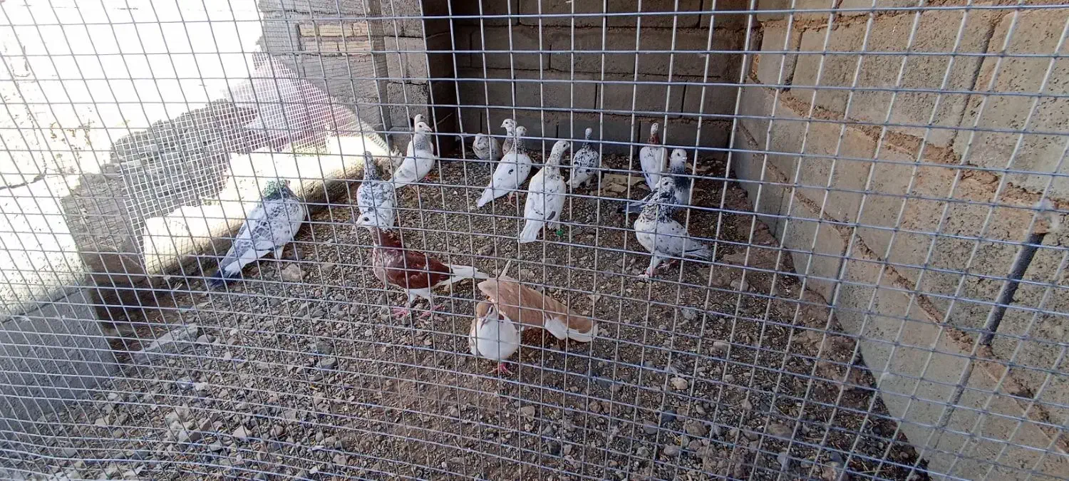 کبوتر هفرنگ|پرنده|کوهسرخ, |دیوار