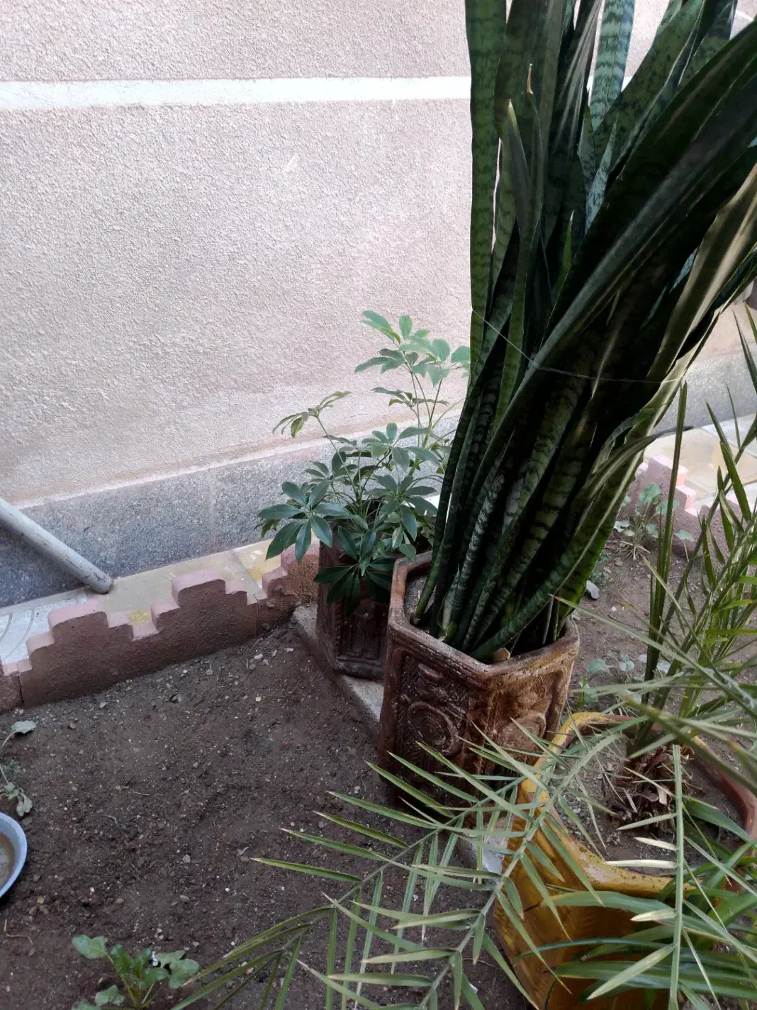 گل با گلدان|گل و گیاه طبیعی|اهر, |دیوار