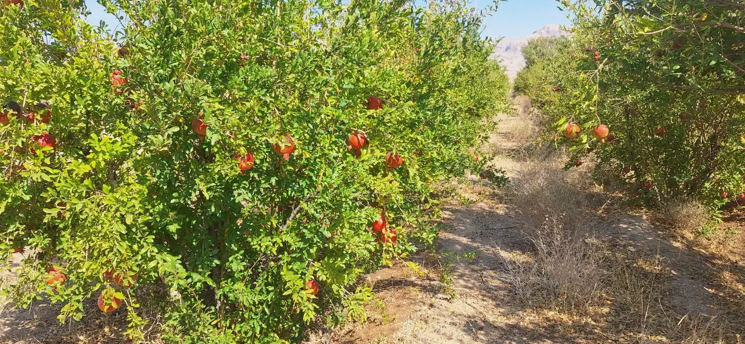 اجاره باغ انار|اجارهٔ دفتر صنعتی، کشاورزی، تجاری|دهاقان, |دیوار