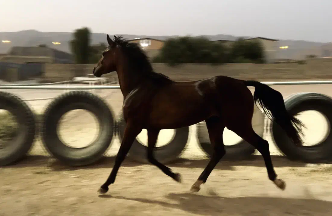 فروش اسب|اسب و تجهیزات اسب‌سواری|کازرون, |دیوار