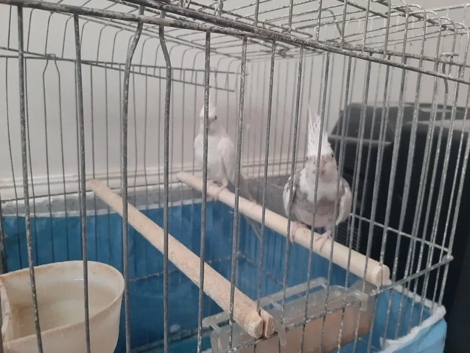 یک جفت عروس نر و ماده|پرنده|قم, شهرک امام حسن|دیوار