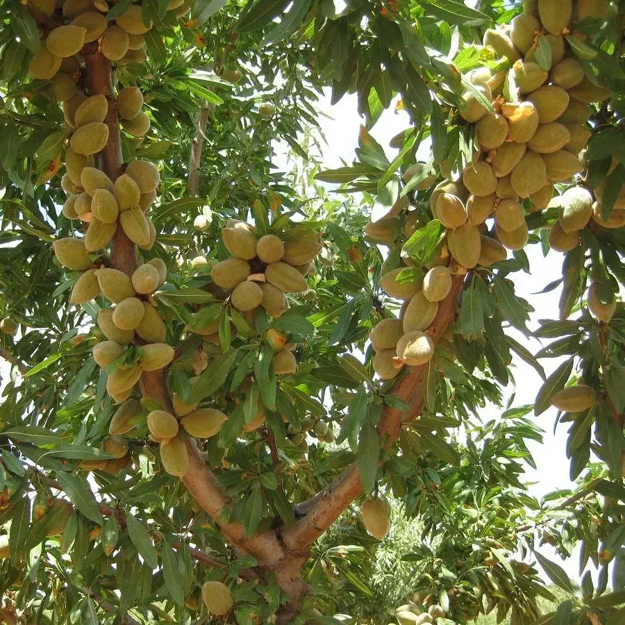 نهالستان پسته و بادام مقاوم به سرمای پالیز|خدمات باغبانی و درختکاری|گرمی, |دیوار