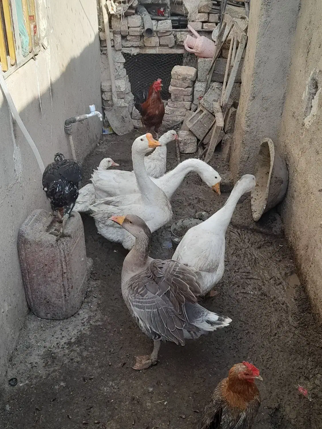 قوغاز اوکراینی گردن ماری تخم گذار|حیوانات مزرعه|کرباسک, |دیوار