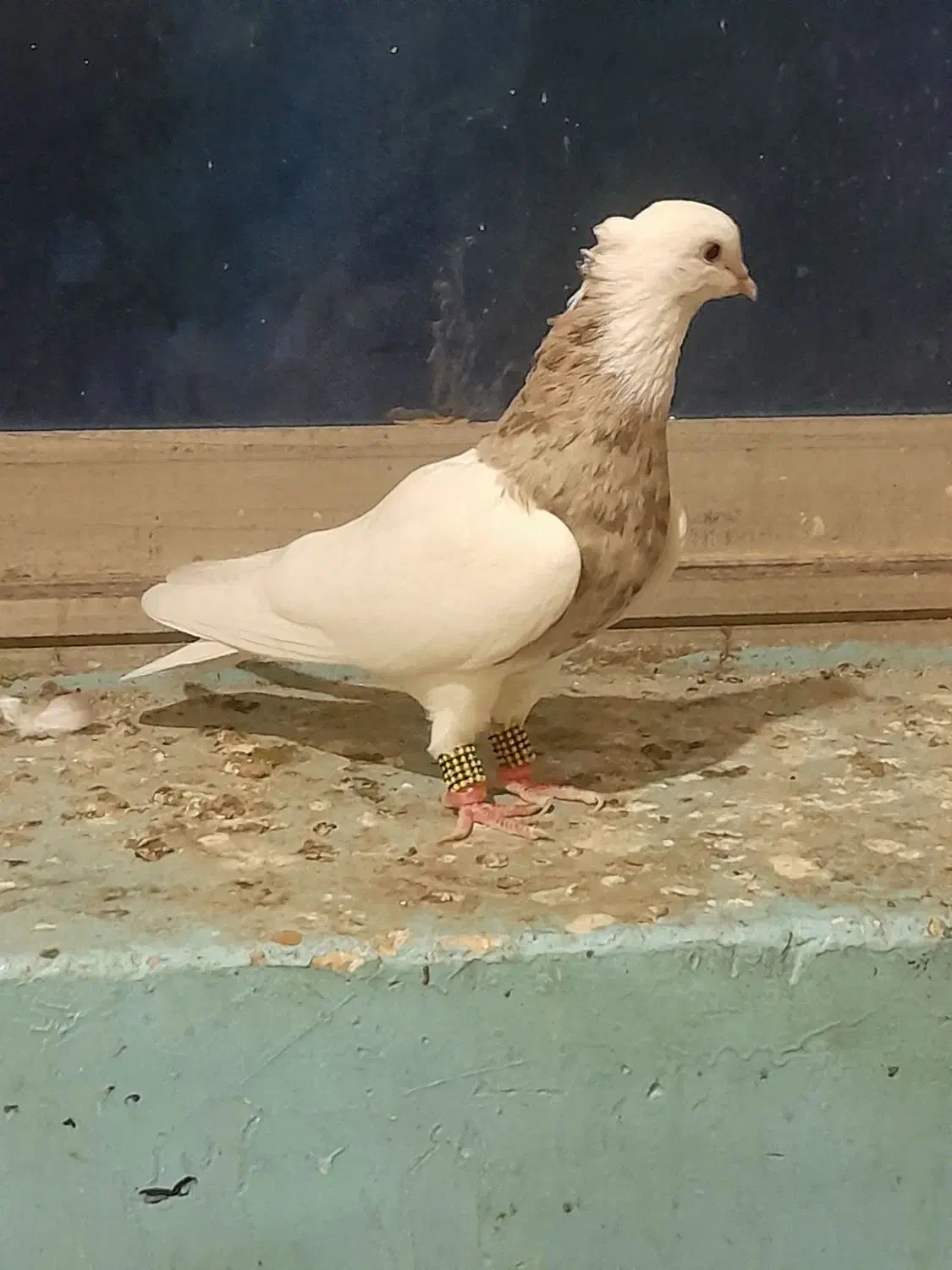 ستا طوقی خوب|پرنده|برازجان, |دیوار