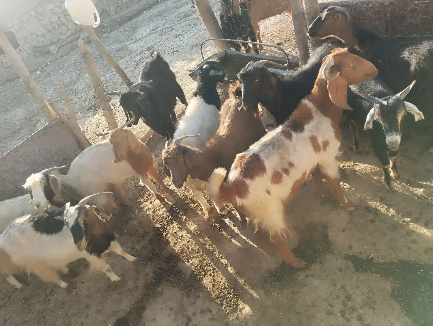 باسلام تعداد10رس بزجوان توشتیرسالم بشرط|حیوانات مزرعه|درب گنبد, |دیوار